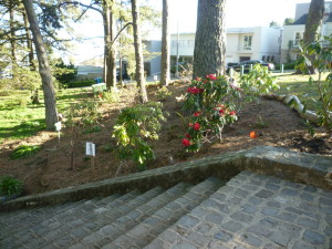The city has newly planted the area next to the stone steps from the playground to the tennis court.