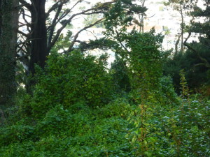 Invasive cape ivy chokes the understory on the park's west side.